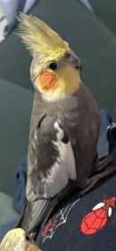 Lost Cockatiel