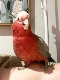 Lost Galah Cockatoo