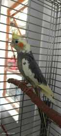 Lost Cockatiel