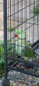 Lost Alexandrine
