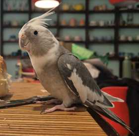 Lost Cockatiel