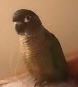 Lost Conure