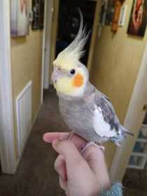 Lost Cockatiel