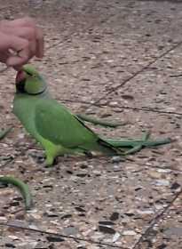 Lost Indian Ringneck Parakeet