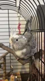 Lost Cockatiel