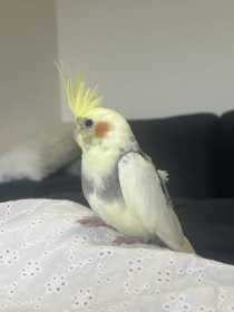Lost Cockatiel