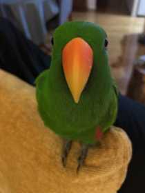Lost Eclectus