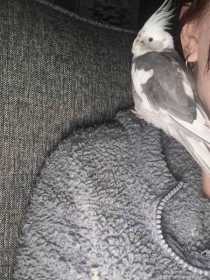 Lost Cockatiel