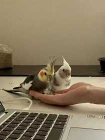 Lost Cockatiel