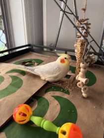 Lost Cockatiel