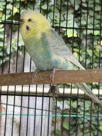 Lost Budgerigar