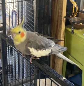 Lost Cockatiel