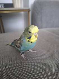 Lost Budgerigar