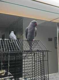Lost Indian Ringneck Parakeet