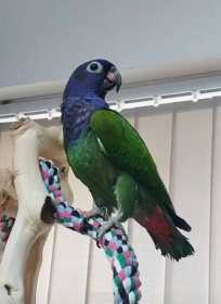 Lost Blue-Headed Pionus