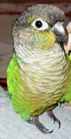 Lost Conure
