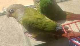 Lost Conure