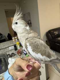 Lost Cockatiel
