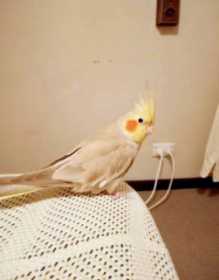 Lost Cockatiel