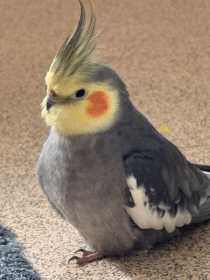 Lost Cockatiel