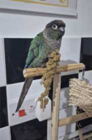Lost Conure