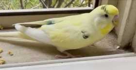Lost Budgerigar