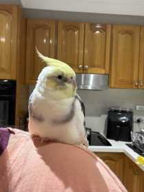 Lost Cockatiel