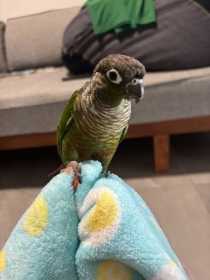 Lost Conure