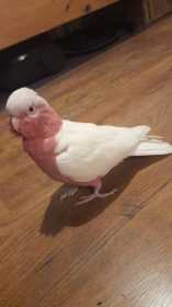 Lost Galah Cockatoo