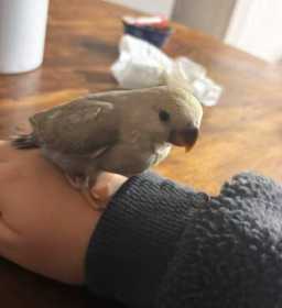 Lost Lovebird