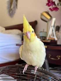 Lost Cockatiel
