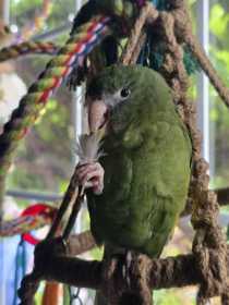 Lost White-Winged / Canary-Winged Parakeet