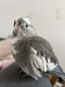 Lost Cockatiel