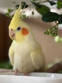 Lost Cockatiel