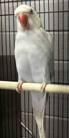 Lost Indian Ringneck Parakeet