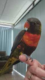 Lost Lory / Lorikeet