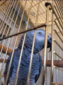 Lost African Grey