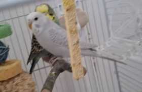 Lost Budgerigar
