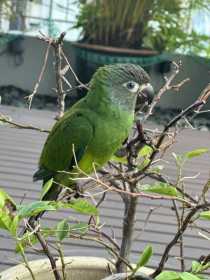 Lost Conure