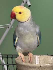 Lost Indian Ringneck Parakeet