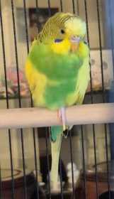 Lost Budgerigar