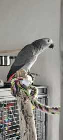 Lost African Grey