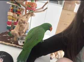 Lost Eclectus