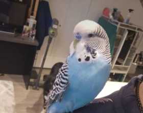 Lost Parakeet