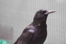 Lost Crow / Raven