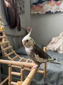 Lost Cockatiel