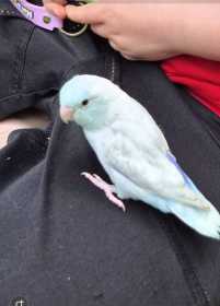 Lost Parrotlet