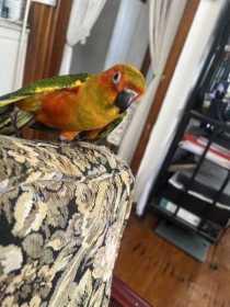 Lost Conure