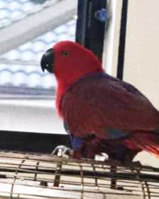 Lost Eclectus