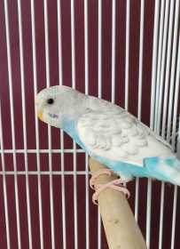 Lost Budgerigar